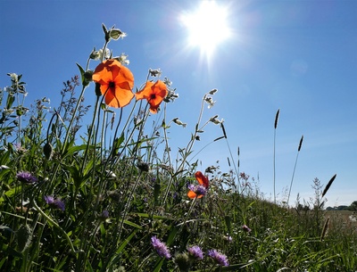 wandern in der eifel mit wildblumen